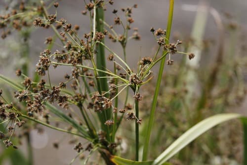 Panicled Bulrush