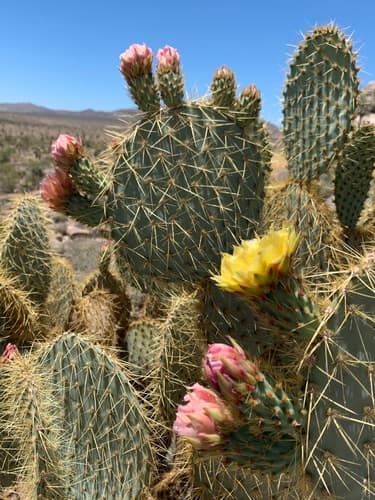 Pancake Pricklypear