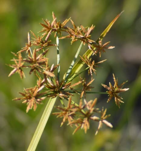 Haspan Flatsedge