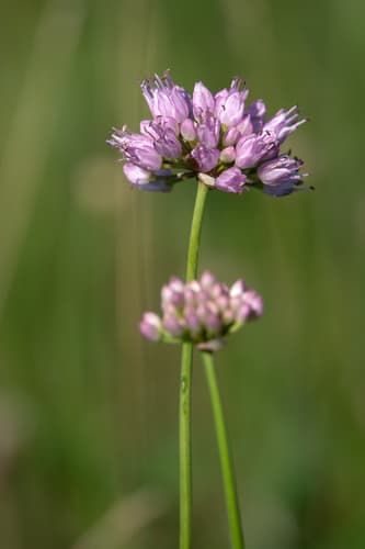 German Garlic