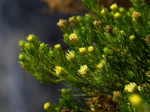 Schott's Pygmycedar