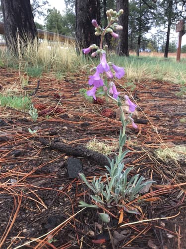 Sidebells Penstemon