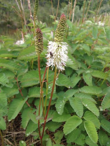 Sitka Burnet