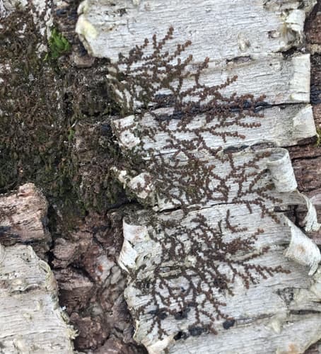 New York Scalewort