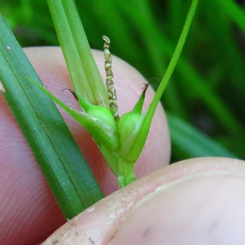 James' Sedge