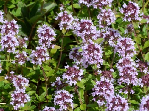 Large Thyme