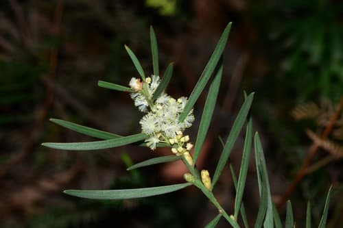 Sweet Wattle