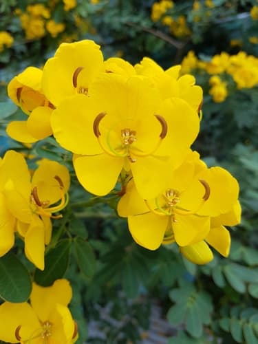 Christmas Senna
