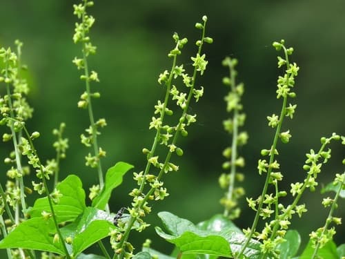 Black Bryony