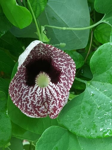 Calico-flower