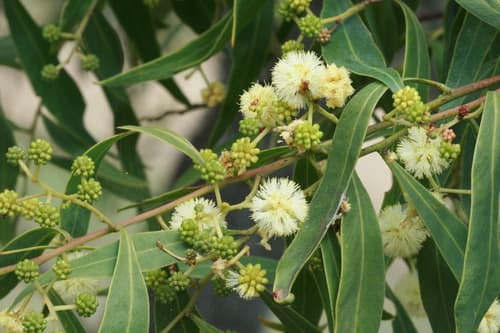 Willow Acacia
