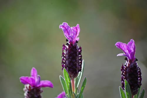topped lavender