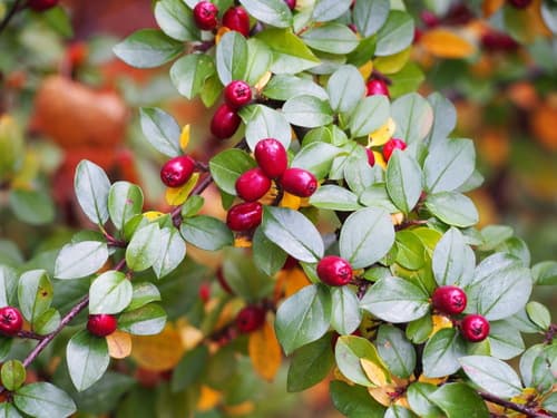 Spreading Cotoneaster Bonsai