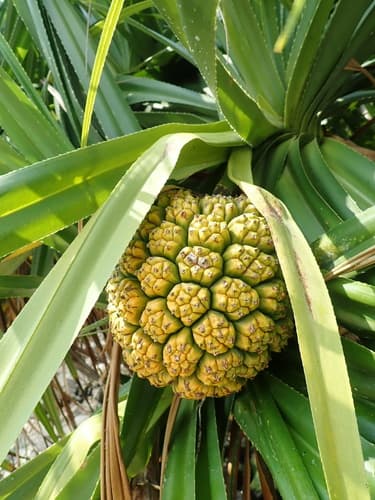 Hala Plant