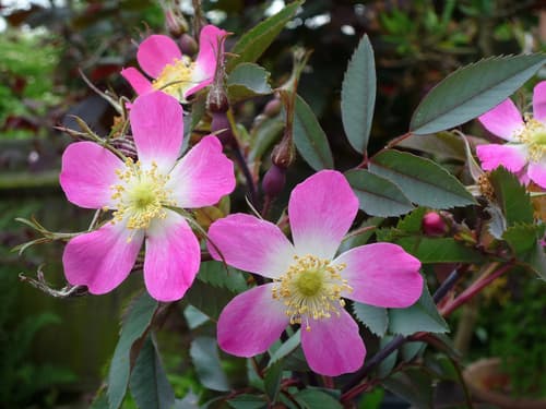 Red-leaved Rose