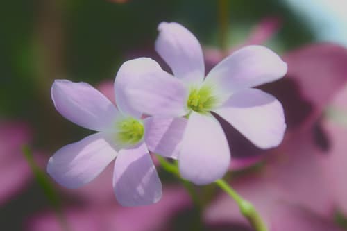 False Shamrock