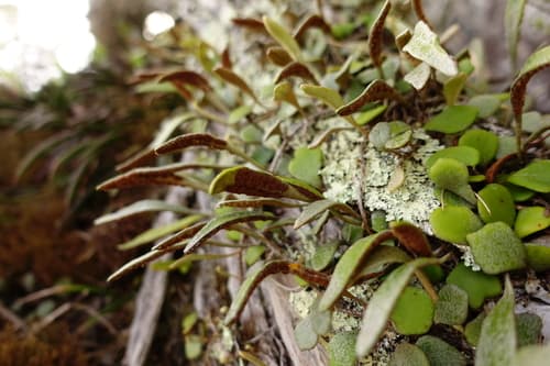 Rock Felt Fern