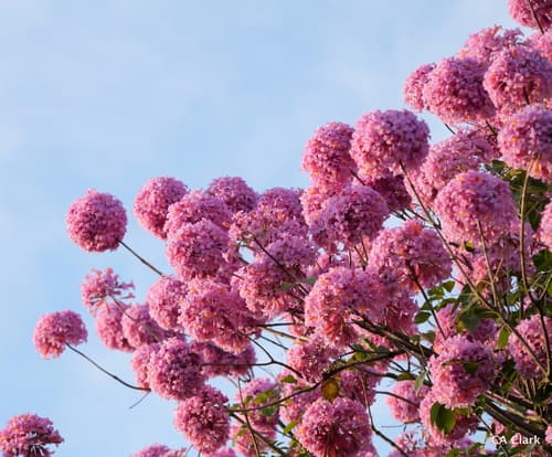pink ipê