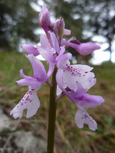 Southern Early-purple Orchid