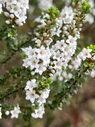 Coral Heath