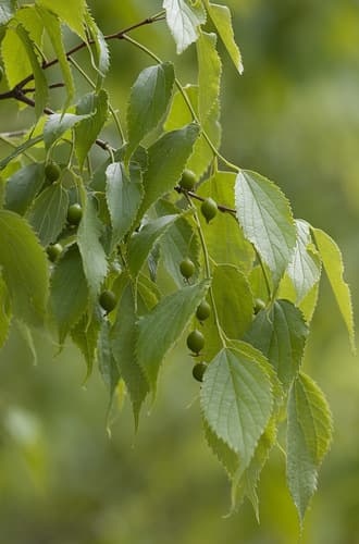 Nettle tree