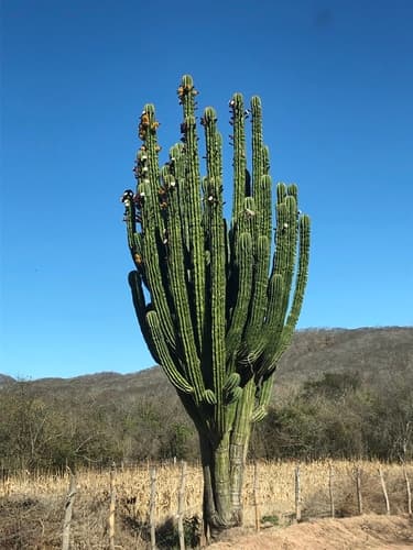 Indian Comb
