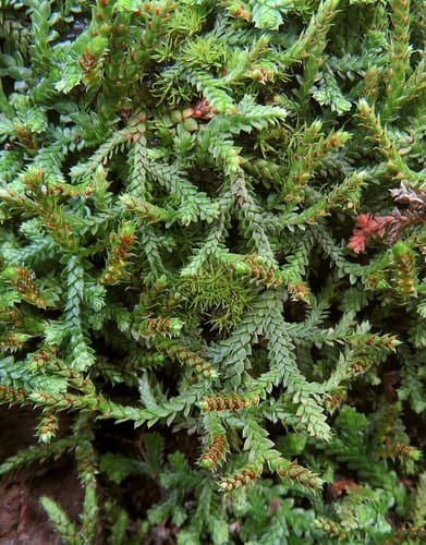 Mediterranean Clubmoss