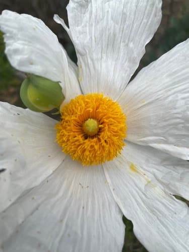 Coulter's matilija poppy