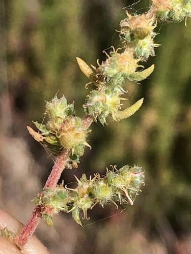 Fivehorn smotherweed