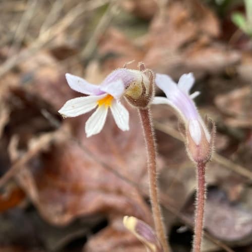 One-flowered Cancer-root