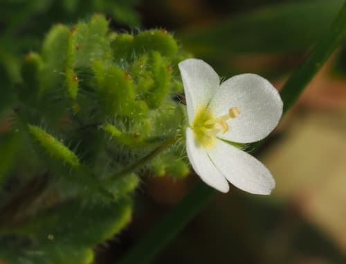 Pale Speedwell Bonsai