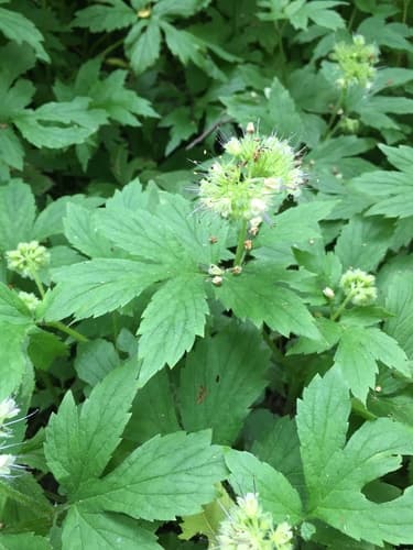 Pacific Waterleaf
