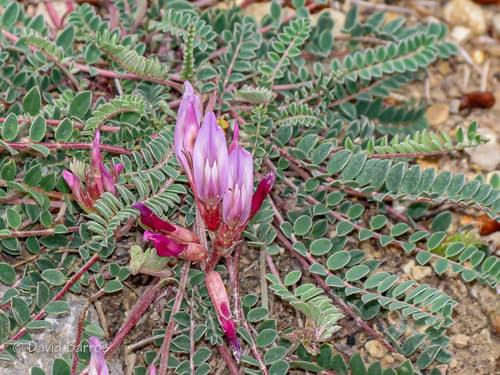 Montpellier Milkvetch