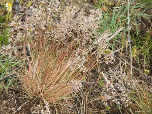 Gray Hairgrass Bonsai