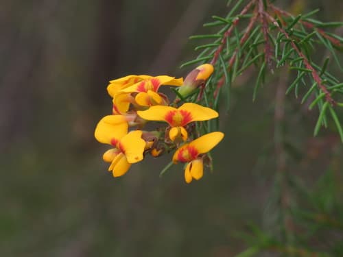 Heathy Parrot Pea