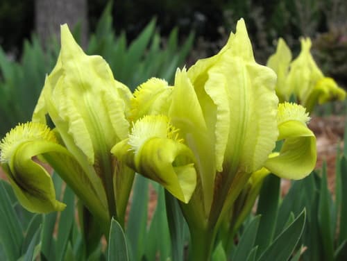 Dwarf Iris