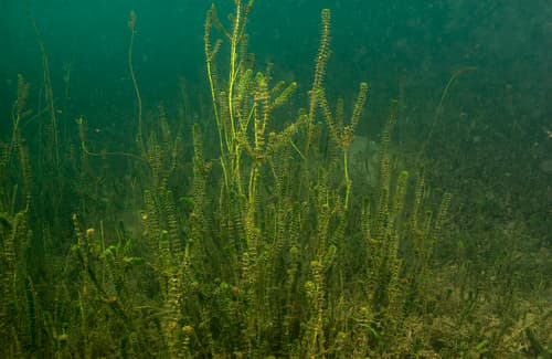 Hydrilla Bonsai Forest