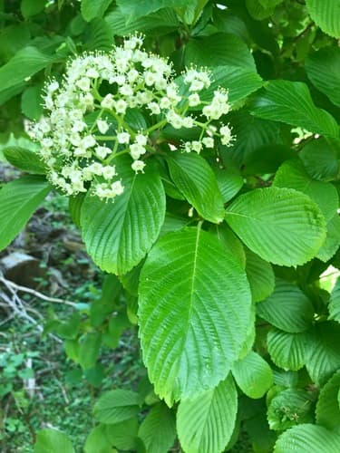 Siebold's Viburnum