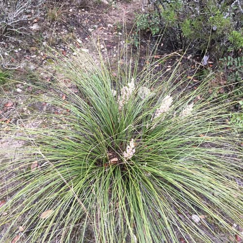 Texas Sacahuiste