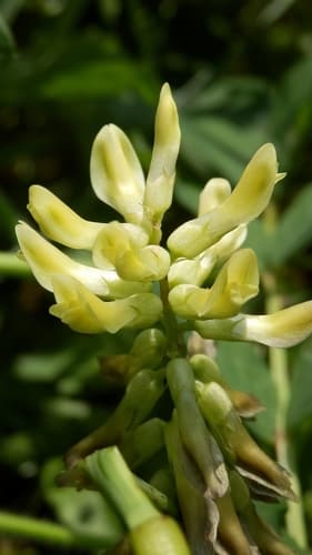 Wild Liquorice
