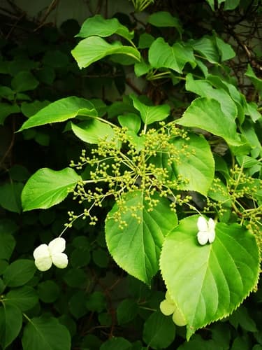 Climbing Hydrangea Bonsai