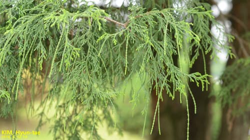 Sawara cypress