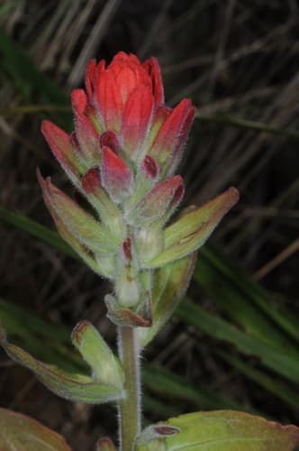 Field Paintbrush