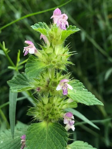 Bifid Hemp-nettle Bonsai