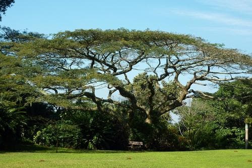 Flat-crown Tree