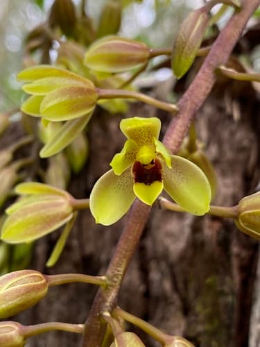 Snake Orchid