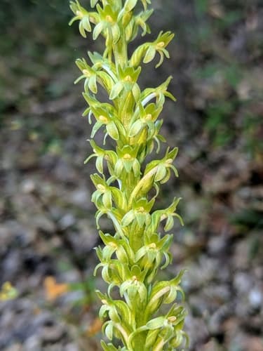 Denseflower Rein Orchid