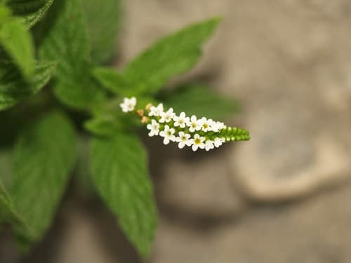 Scorpion's-tail