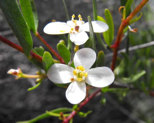 Bushrue