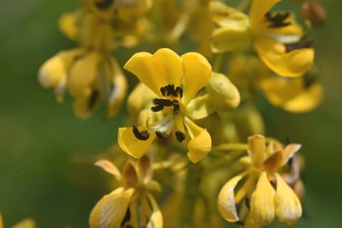 American Senna Flowers